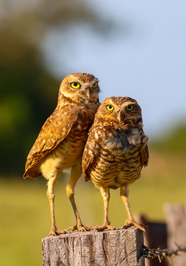 Capy Project - Owls in the sun