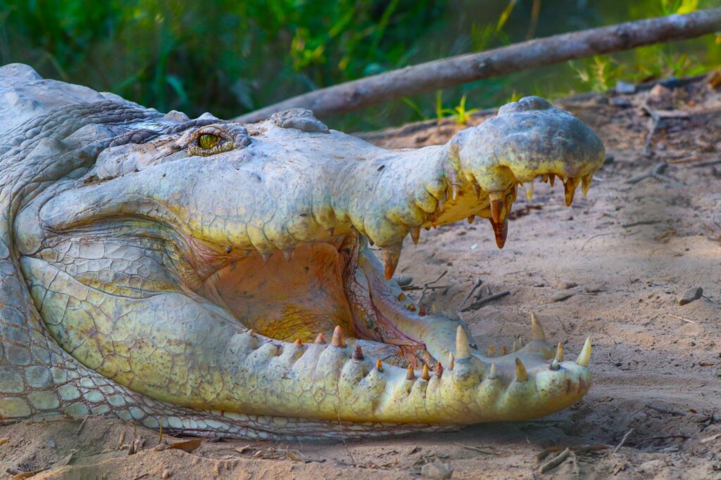 CapyProject - Orinoco Croc